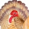 20" Turkey & Pumpkins Happy Thanksgiving Decoration